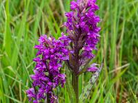 Zwei Knabenkraut Orchideen